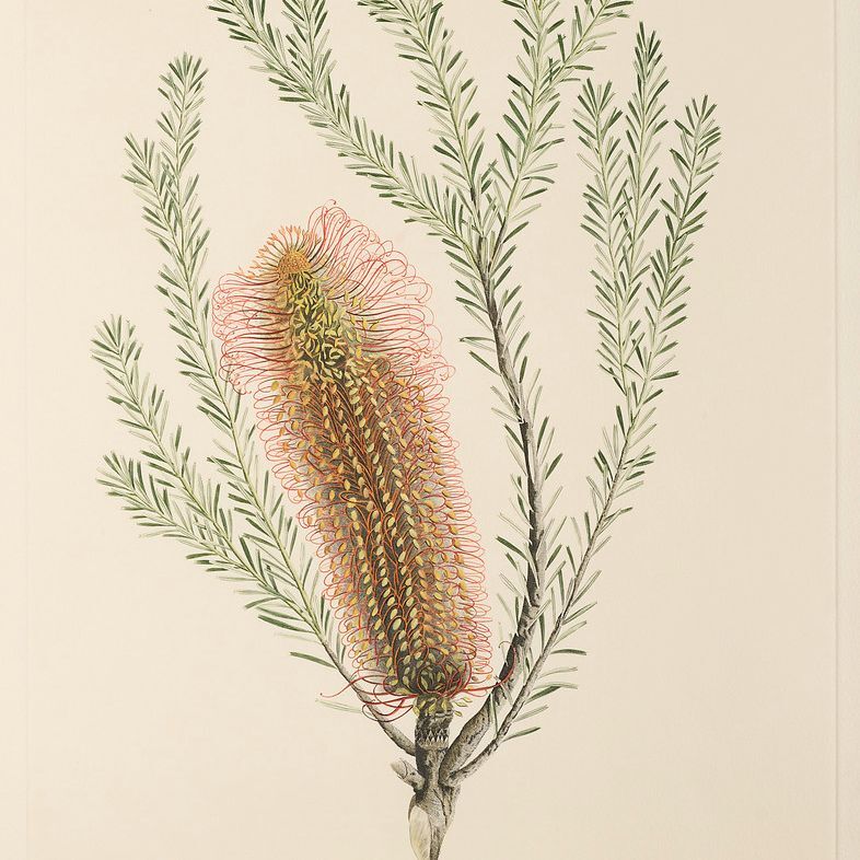 BURRINJA The Initiation of Australian Botany Selections from Banks’ Florilegium